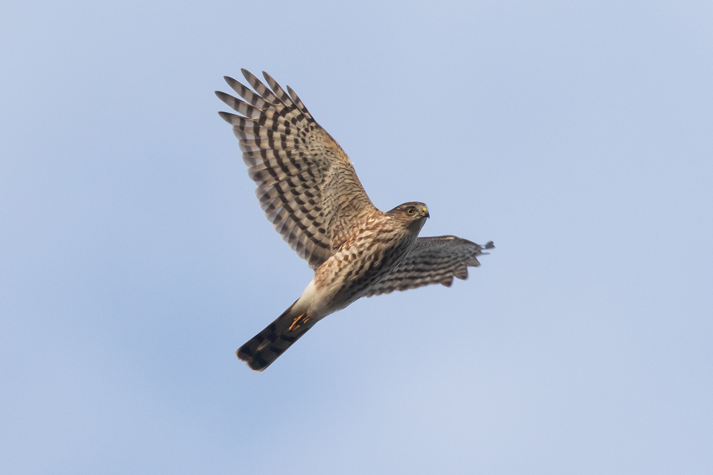a small brown raptor with a long tail, tiny yellow feet, a small, gray-hooded head, and bugeyes flying toward and over the viewer against a powder blue sky, facing the top right of the image. the tale looks pale with dark stripes on the underside, the wings have thin concentric strips that run parallel to their trailing edge, and the belly is pale and heavily marked with brown vertical stripes.