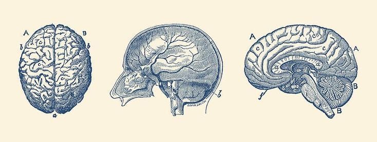 This may contain: three sections of the brain are shown in blue ink
