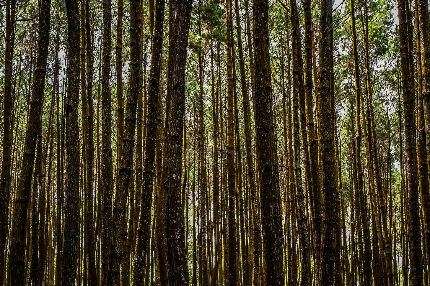 photography of brown trees photography of brown trees