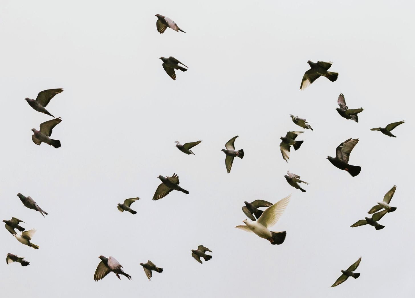 Doves Doves