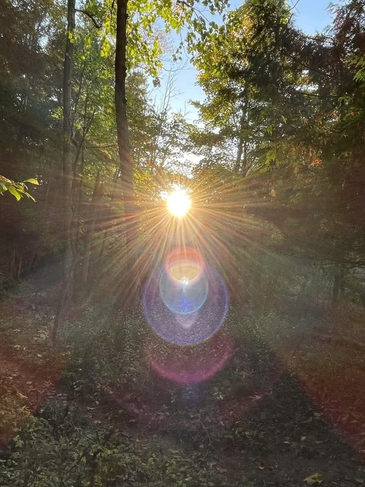 This may contain: the sun is shining through the trees in the woods