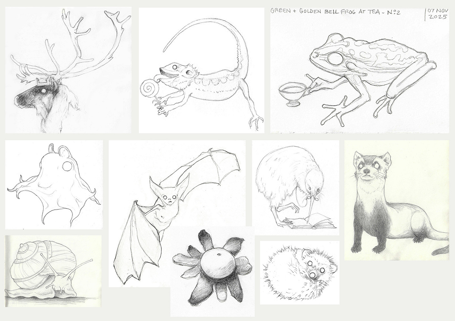 Pencil studies of the animals (and one fungi) including caribou, bearded dragon, green and golden bell frog, dumbo octopus, pallid bat, kiwi, black-footed ferret, forest snail, false earthstar mushroom, and hedgehog.