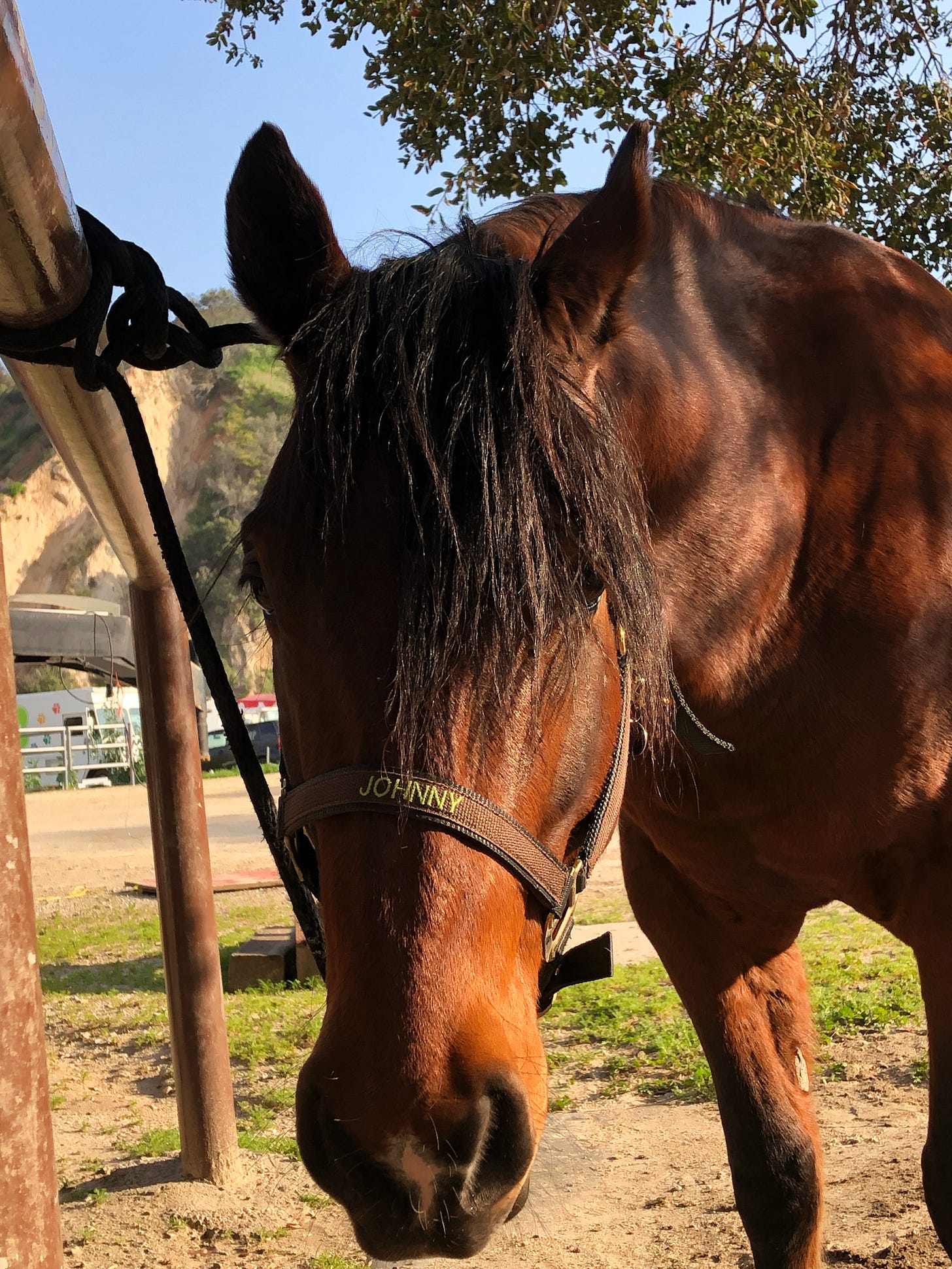 brown horse staring at the camera