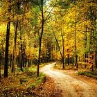 How Nature Lowers Stress in Your Brain