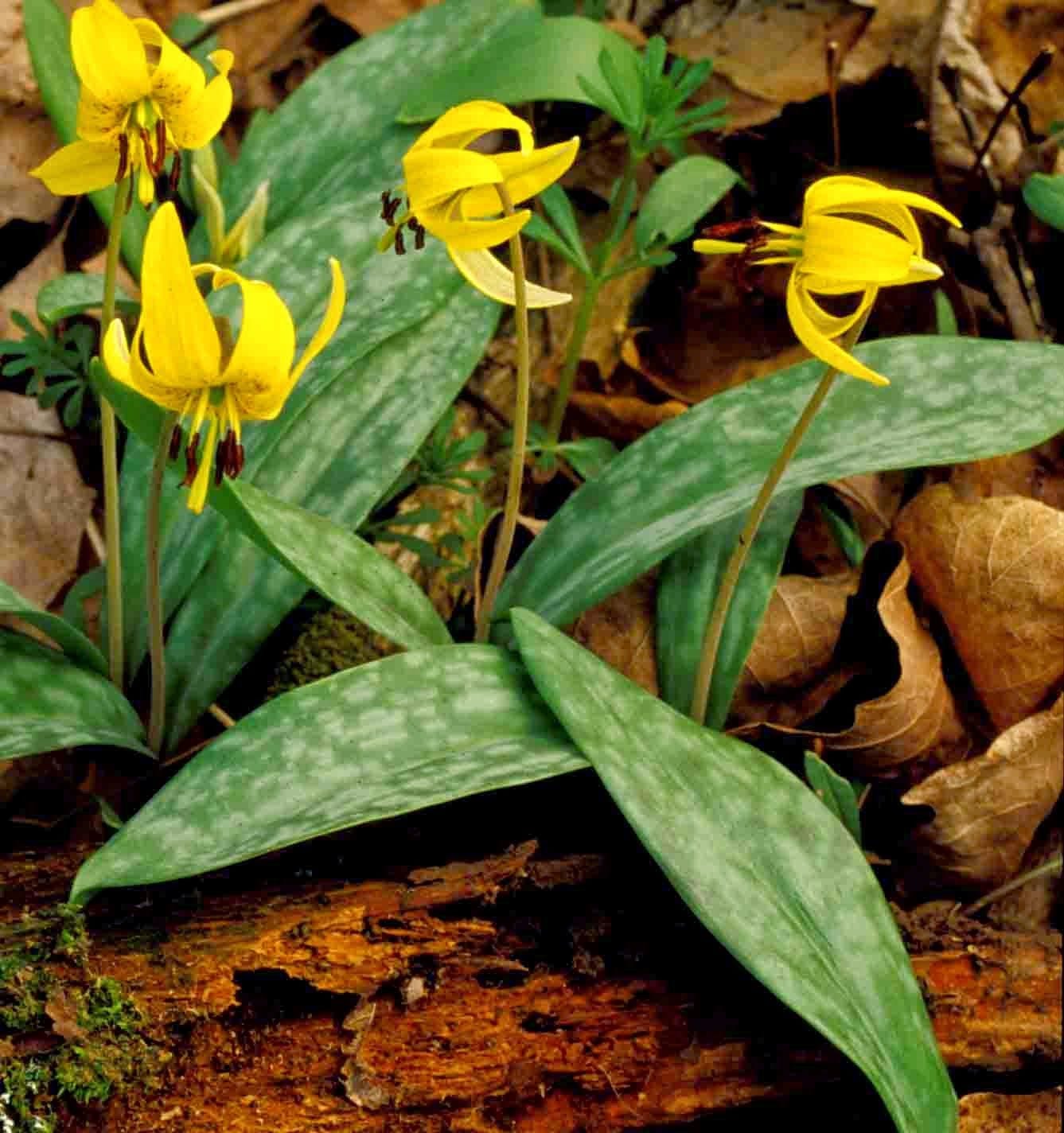 Trout Lily