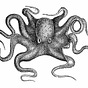 Octopus Man's avatar