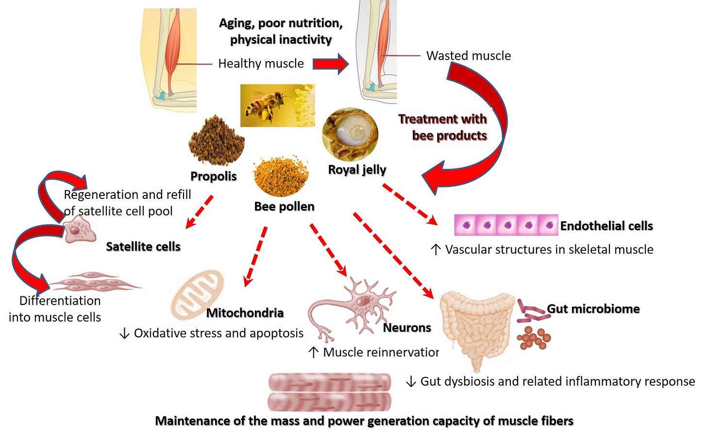 Apitherapy for Age-Related Skeletal Muscle Dysfunction (Sarcopenia): A Review on the Effects of Royal Jelly, Propolis, and Bee Pollen Apitherapy for Age-Related Skeletal Muscle Dysfunction (Sarcopenia): A Review on the Effects of Royal Jelly, Propolis, and Bee Pollen