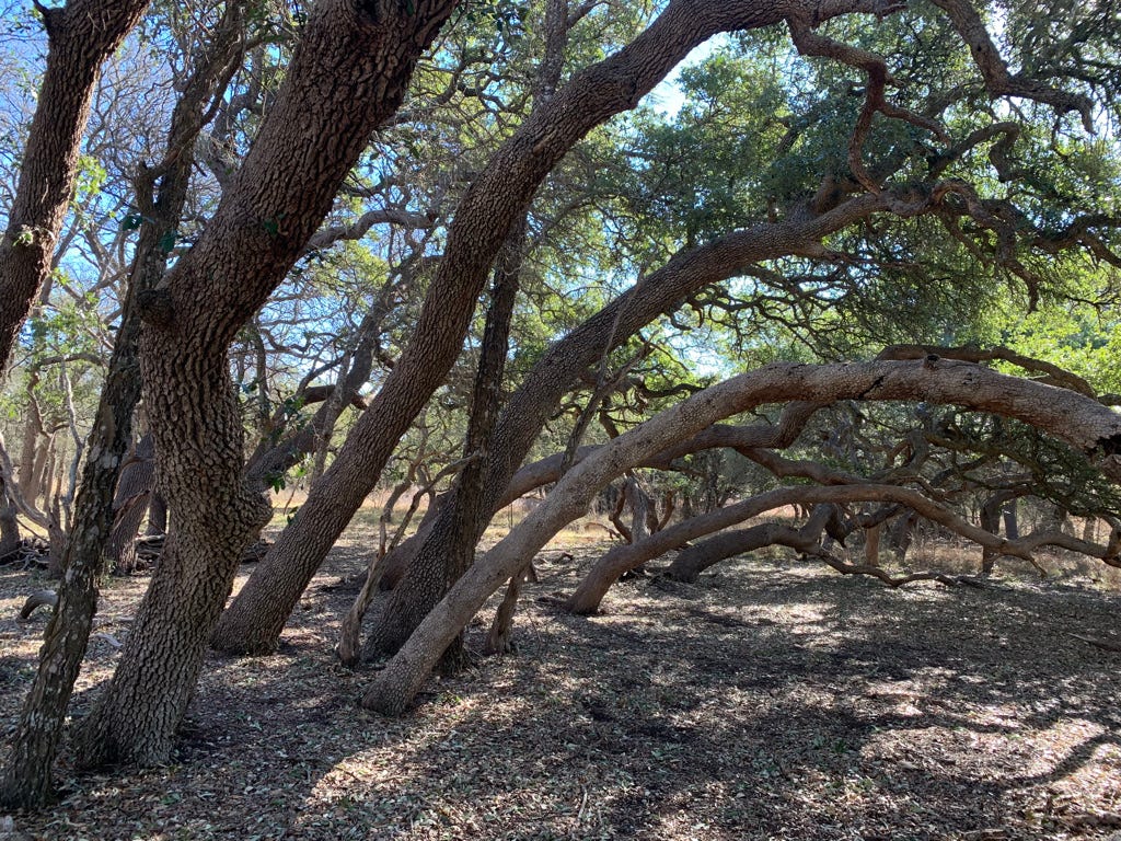 A group of trees in a forest

AI-generated content may be incorrect.