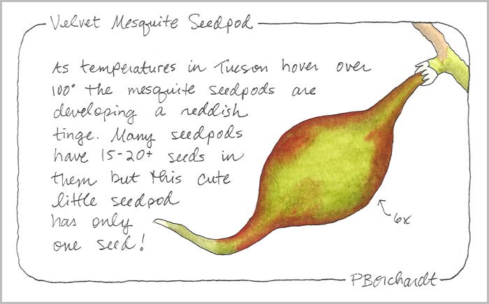 Velvet Mesquite Seedpod, 2020 (watercolor & pen)