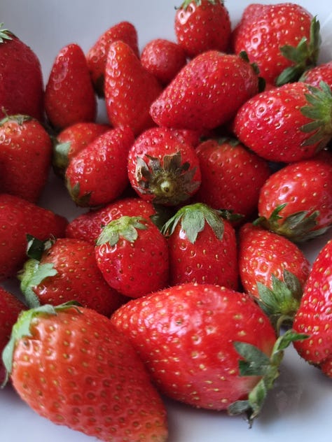 Pictures of strawberries grown in fields and strawberries being picked
