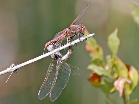 Variegated Meadowhawk (Sympetrum corruptum) Variegated Meadowhawk (Sympetrum corruptum)