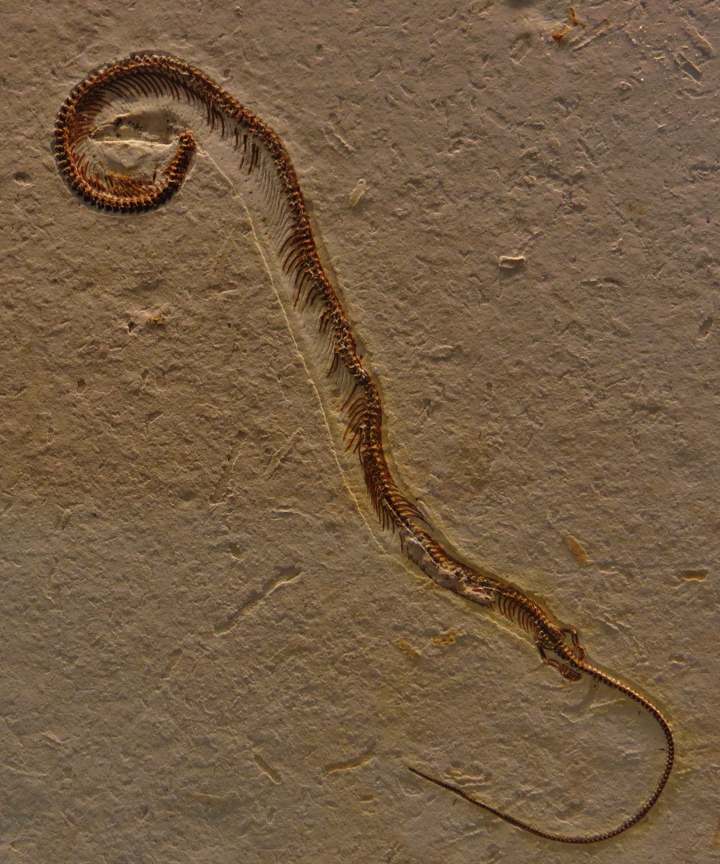 Tetrapodophis - Wikipedia