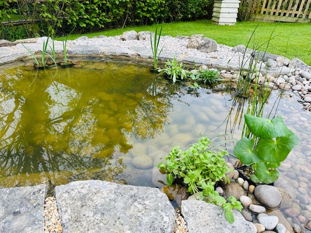 Our new wildlife pond