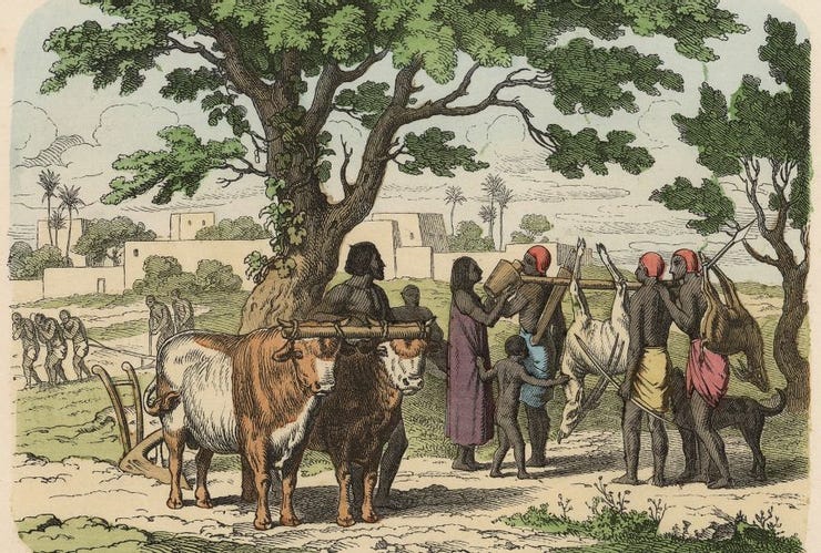 肥沃月灣農業發展，Photograph by Stefano Bianchetti