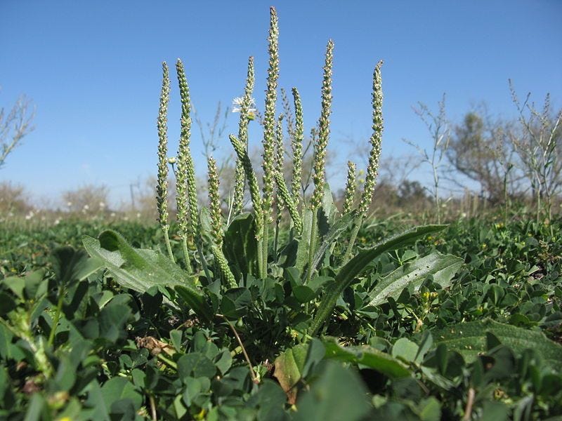 Plantago [Native Flowers].jpg