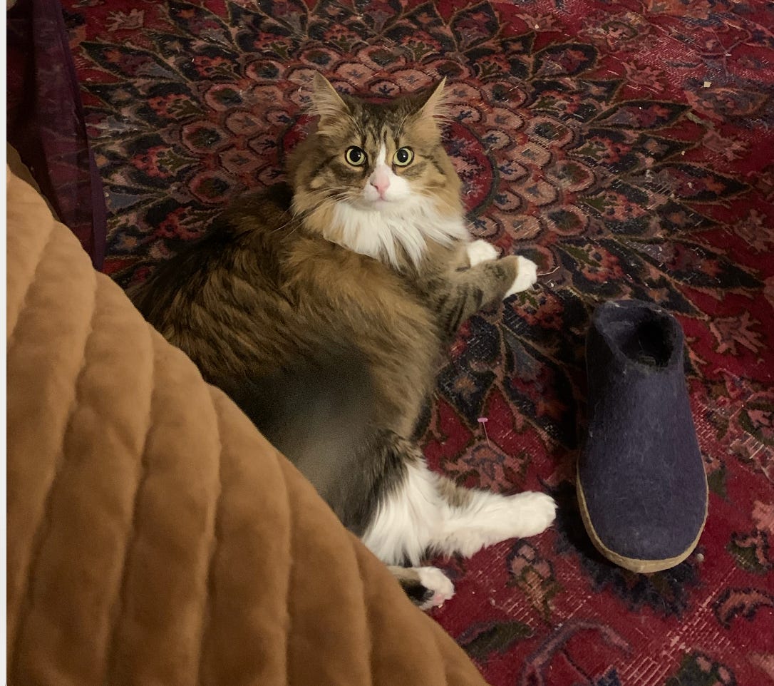 brown and white floof with green wide eyes on red carpet next to purple shoe