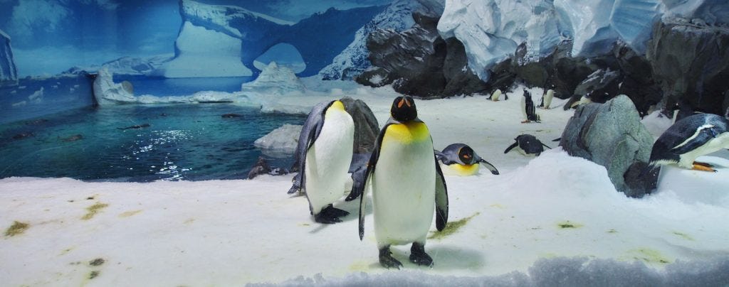 The Evolution of Zoos - by JScott MItchell