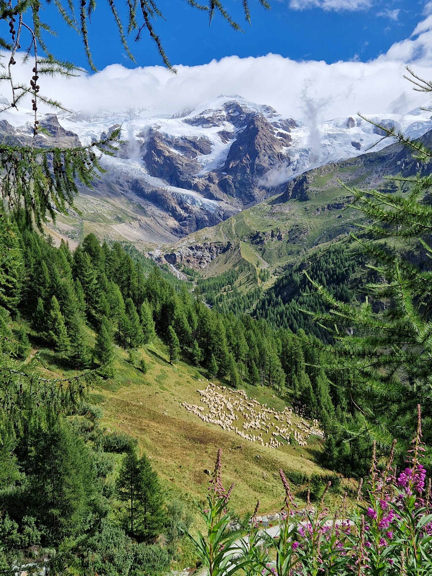Majestic alpine mountains surrounded by pine trees and flowers Majestic alpine mountains surrounded by pine trees and flowers