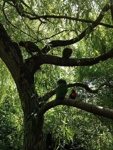 Rainbow Lorikeets Rainbow Lorikeets