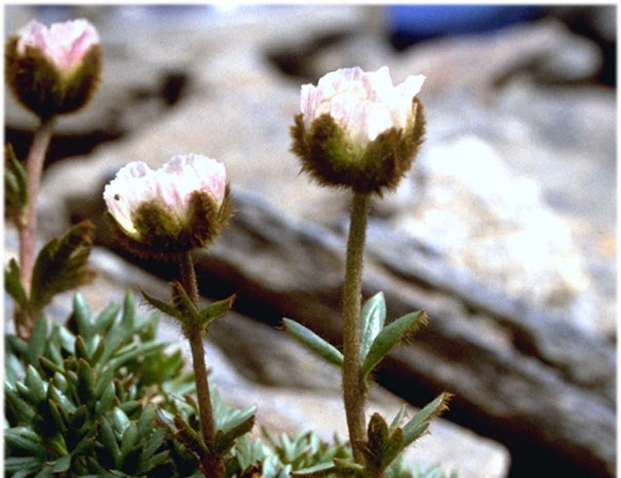 An Alaskan glacier buttercup is seen in this undated phtoo. (Photo by Rob Lipkin/University of Alaska Anchorage Natural Heritage Program, provided by Center for Biological Diversity) An Alaskan glacier buttercup is seen in this undated phtoo. (Photo by Rob Lipkin/University of Alaska Anchorage Natural Heritage Program, provided by Center for Biological Diversity)