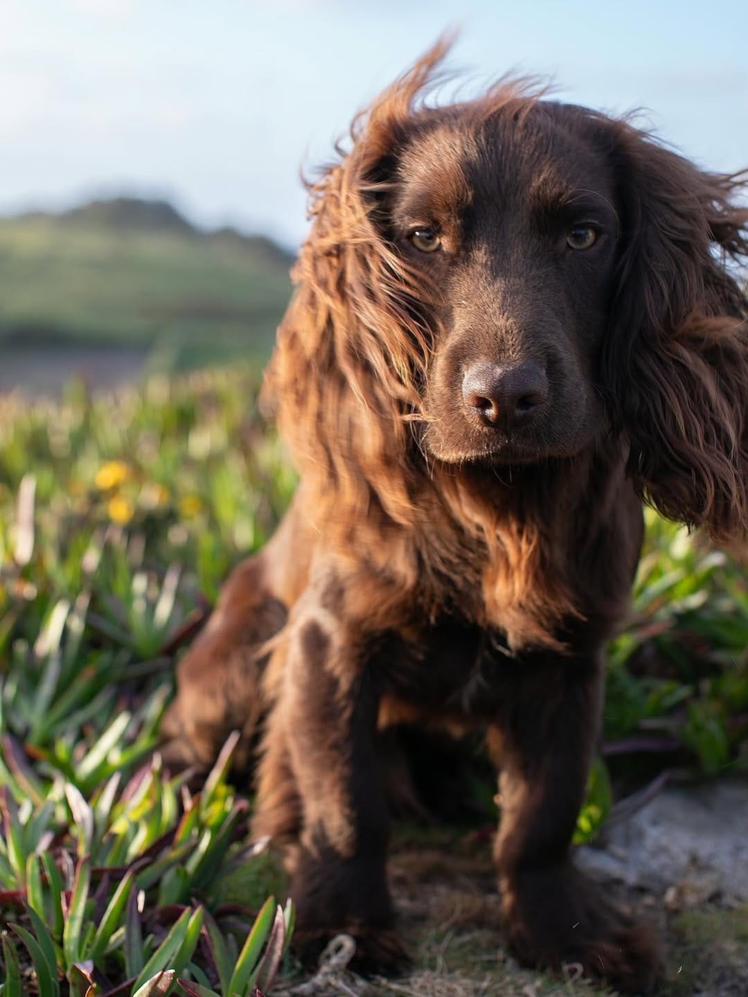 Otto the puppy