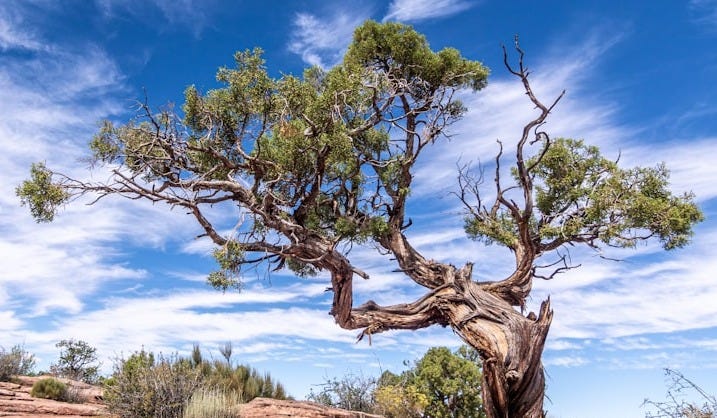 a lone tree in the middle of a desert