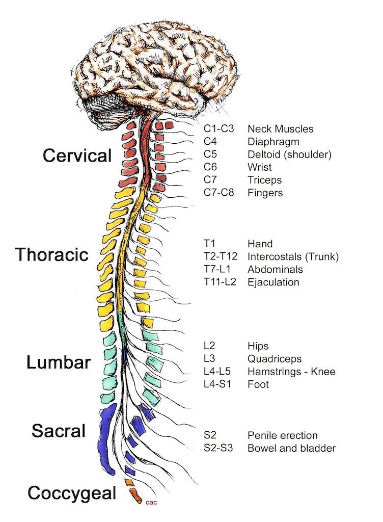 How the spinal cord works - Reeve Foundation