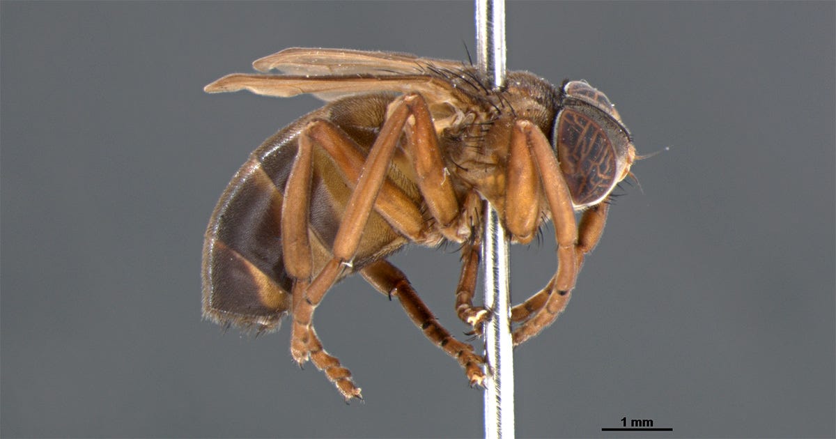 A imagem contém uma mosca da espécie Brevialata deceptrix vista de lado A imagem contém uma mosca da espécie Brevialata deceptrix vista de lado