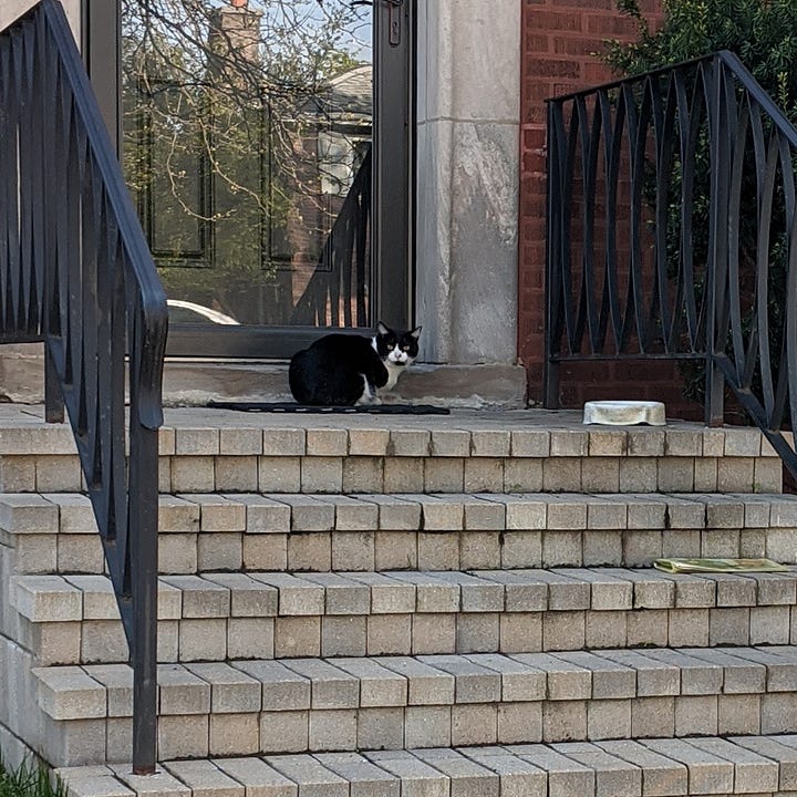 The main black and white cat sits alone on the brick stoop. The gray and white cat sits on a different stone stoop