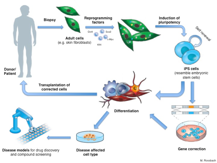 iPS cells and reprogramming: turn any cells of the body into a stem cell | EuroGCT iPS cells and reprogramming: turn any cells of the body into a stem cell | EuroGCT