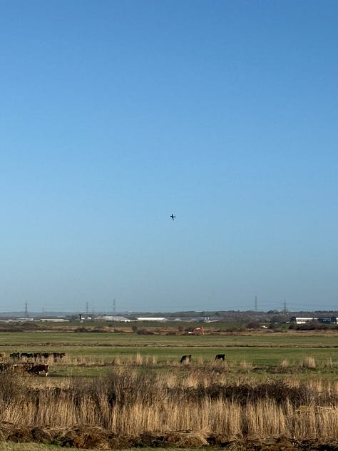 Birds, a boat in the reeds, and a drone plane over a field