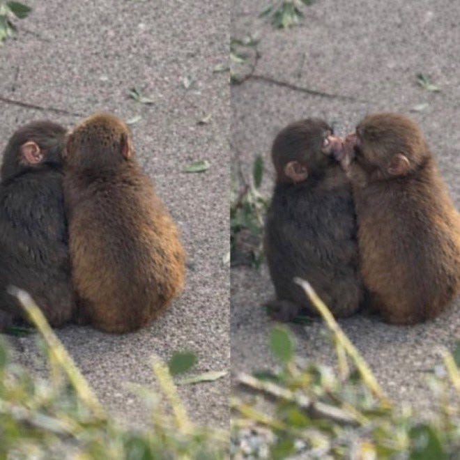 Double image of two tiny monkeys sitting next to each other, facing away from camera Double image of two tiny monkeys sitting next to each other, facing away from camera
