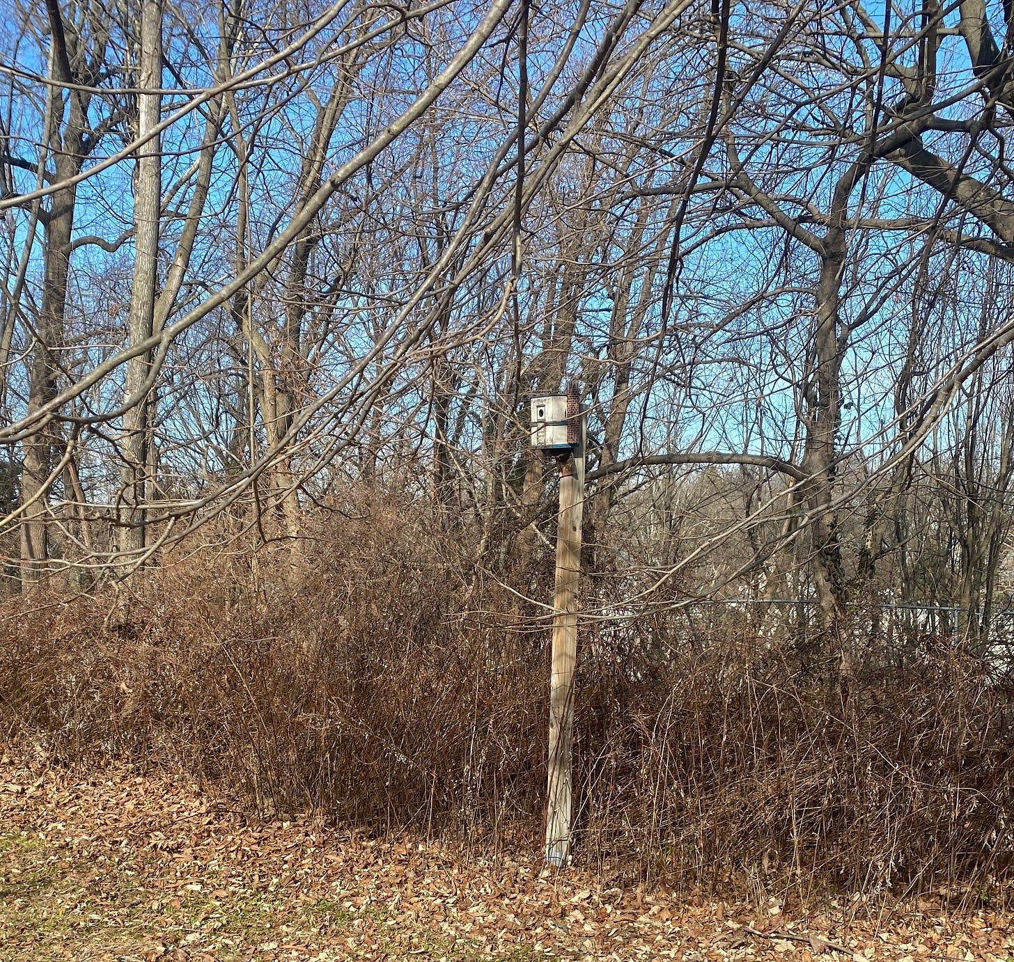 a wooden meadow with tall treets and a bird house against a blue sky