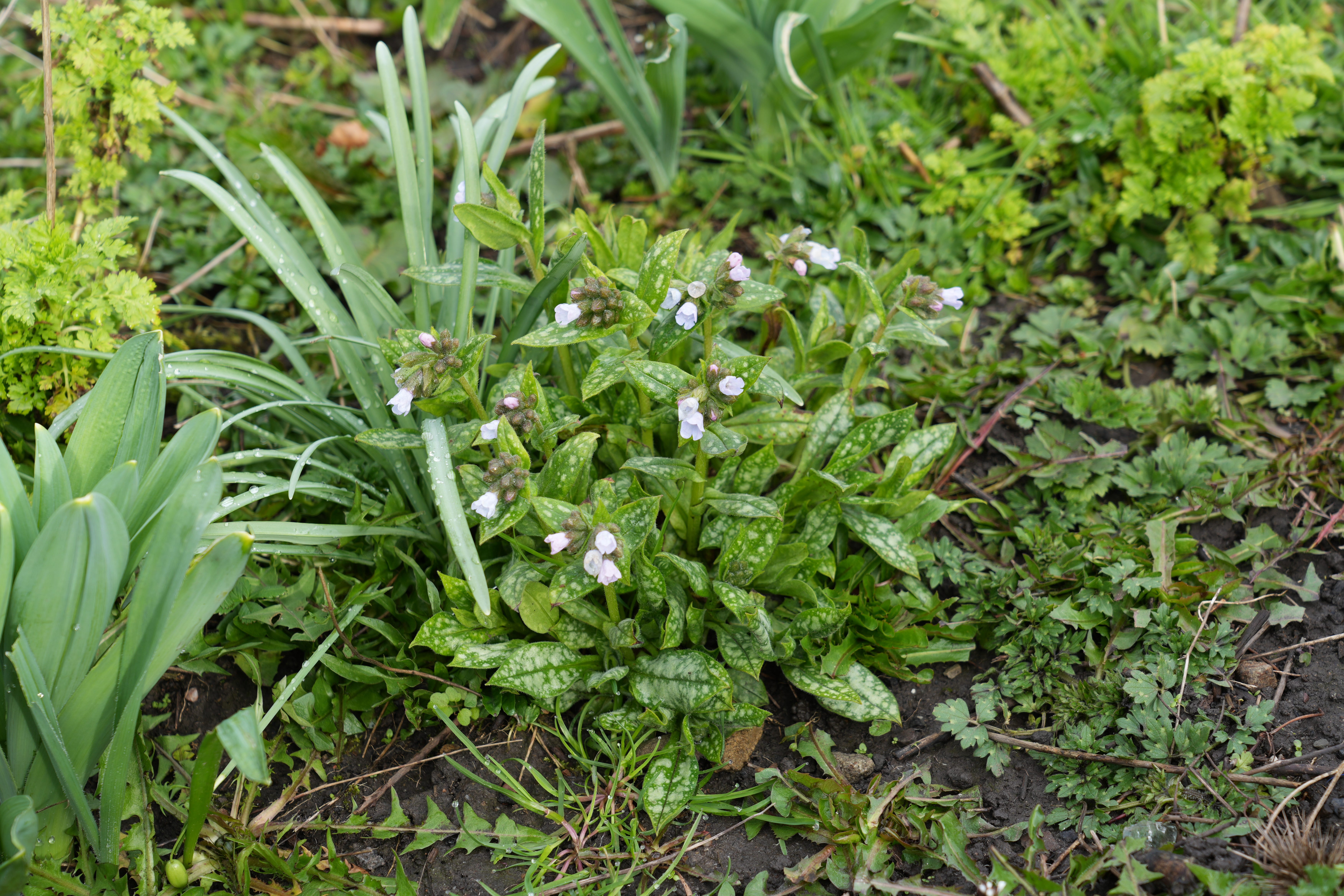 7 Pulmonaria to grow for spring ground cover