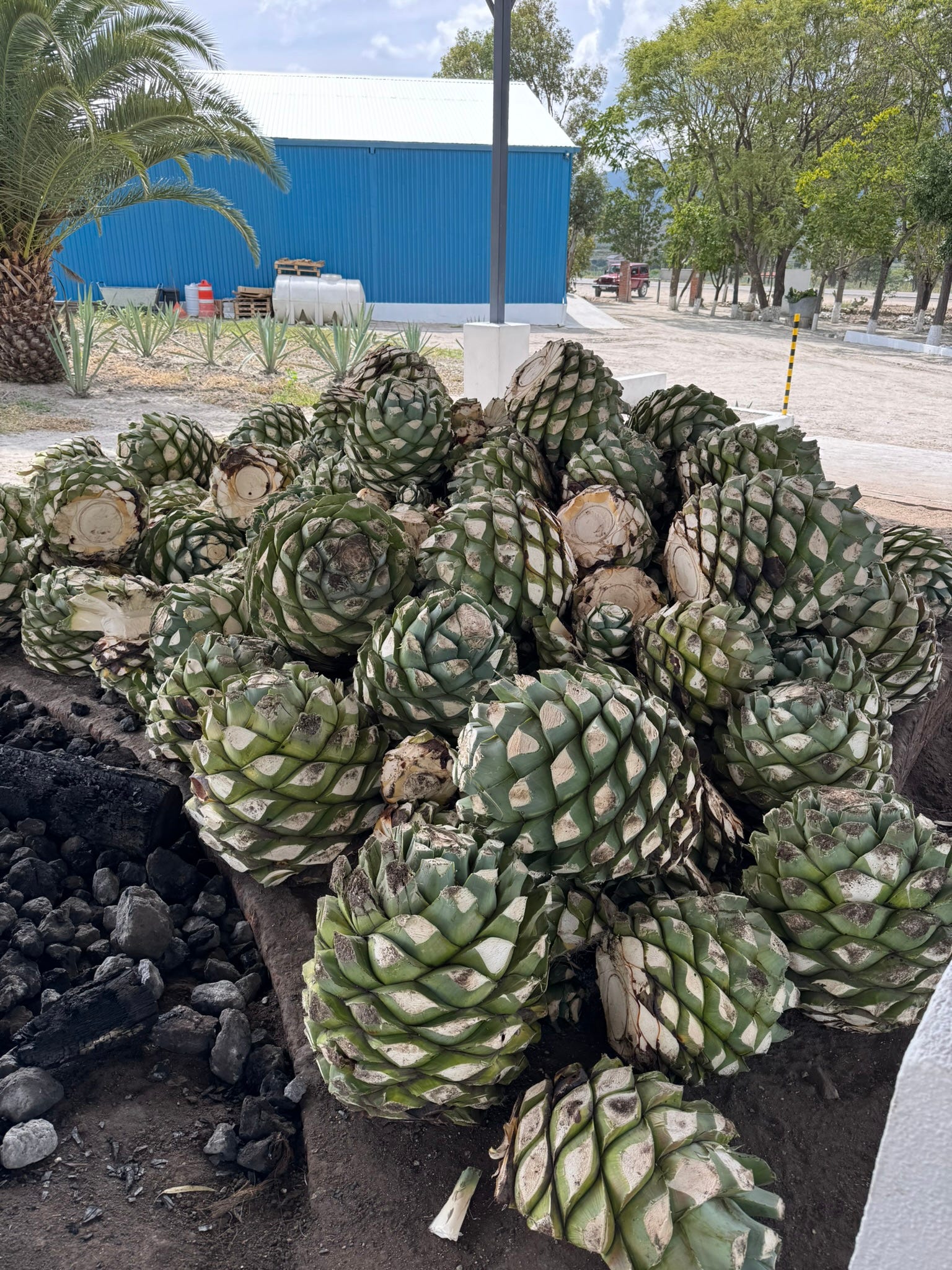 agave parryi parryi Agave parryi v. huachucensis – Happy Valley Plants