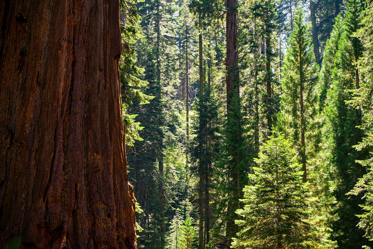 Giant Sequoia Trees Giant Sequoia Trees