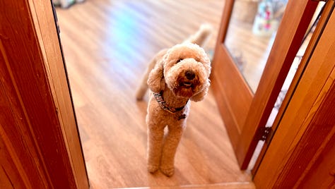 boutique pet store on burro avenue in Cloudcroft. pet gifts, clothes, and treats 