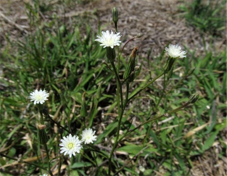 Hypochaeris albiflora [flowers - ATLAS - A.N. Schmidt-Lebuhn, 2015].jpeg