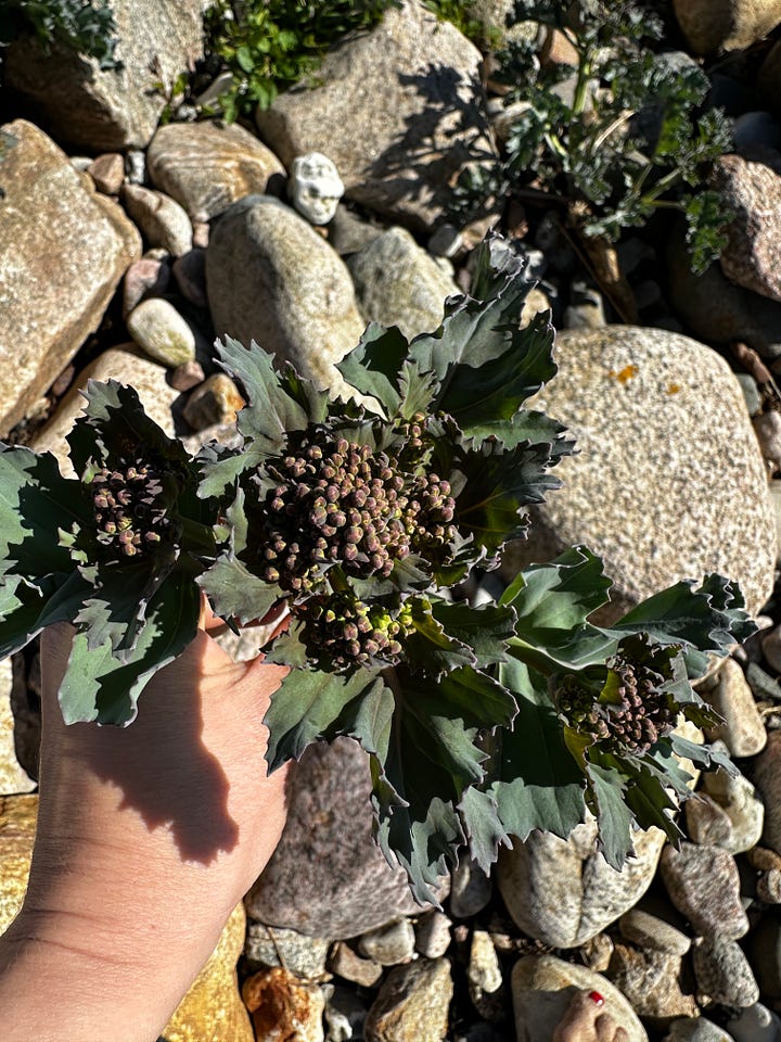 Wild brocolli found at the beach in Sweden