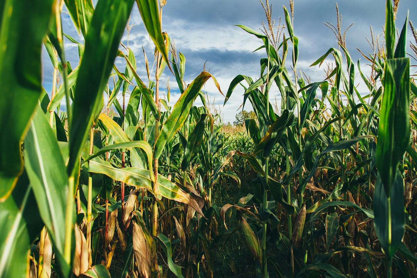 Cornfield / Storm Cornfield / Storm