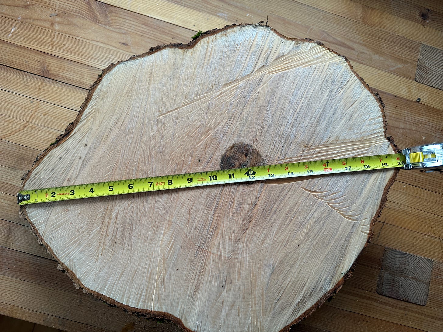 Measuring the diameter of the tree cookie.