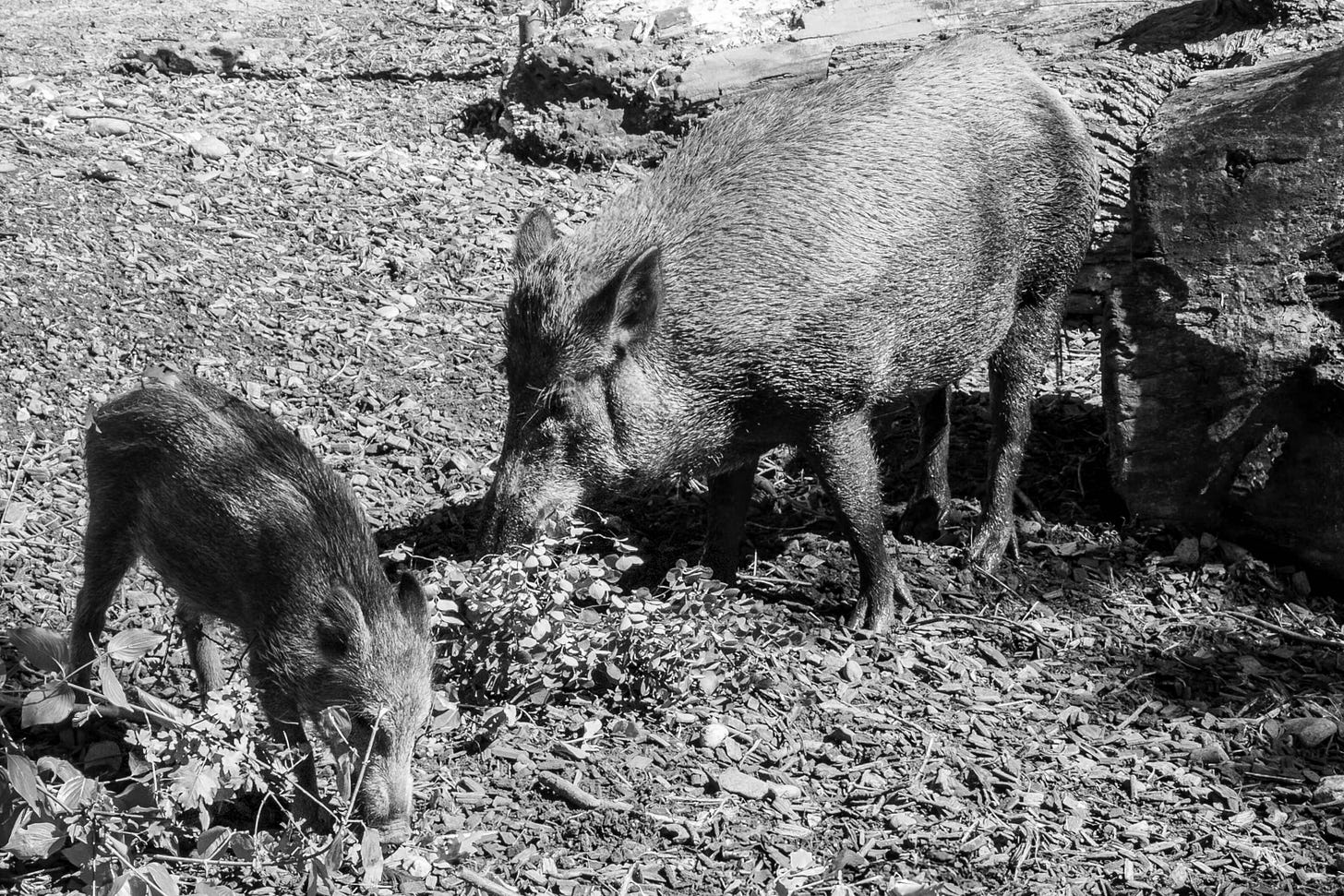 Wildschwein-Muttertier mit Frischling.
