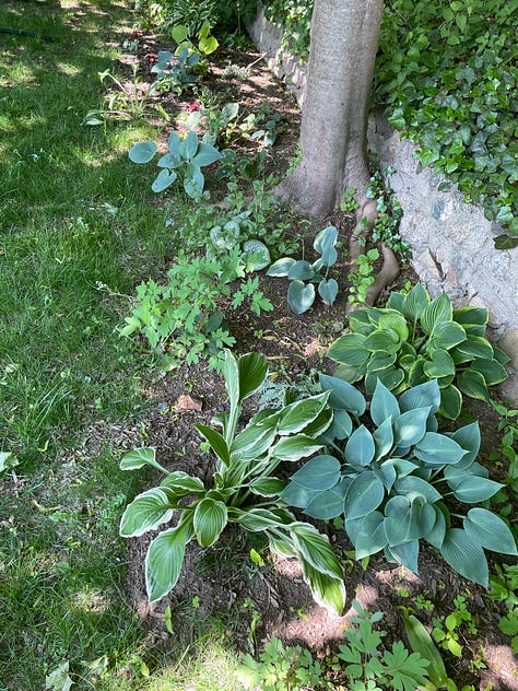 Hostas under a tree and lining a stone wall 