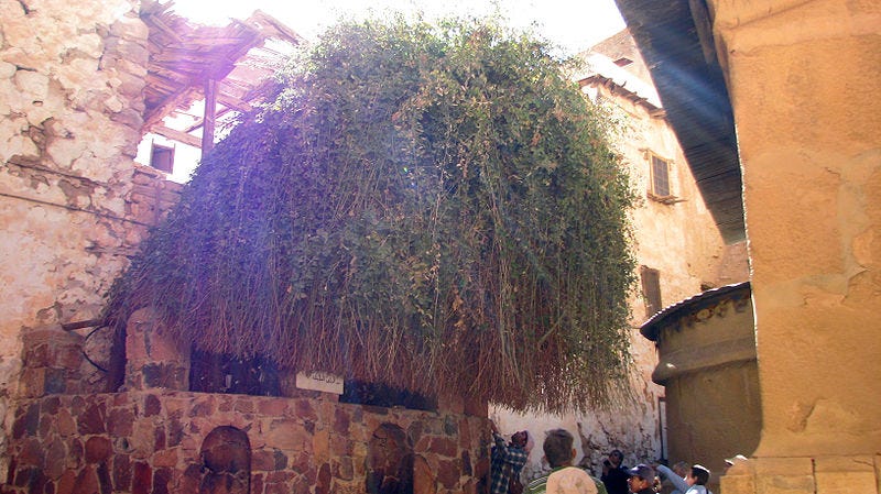 File:Burning Bush, St Catherine's Monastery.jpg