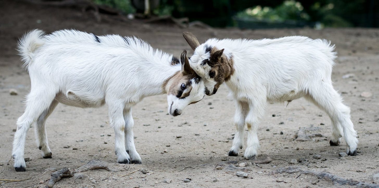 goats2.jpg