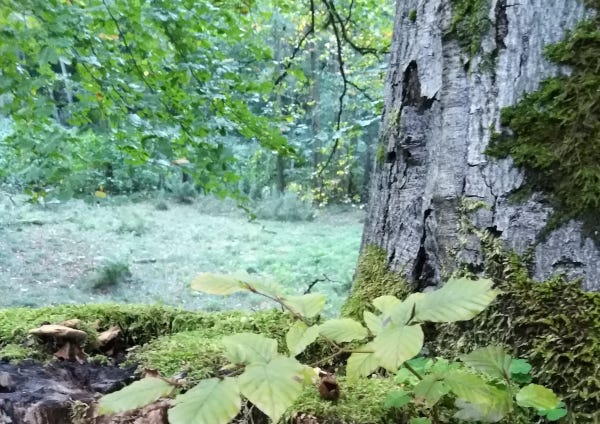 Ausschnitt im Wald am Fuß eines Baums