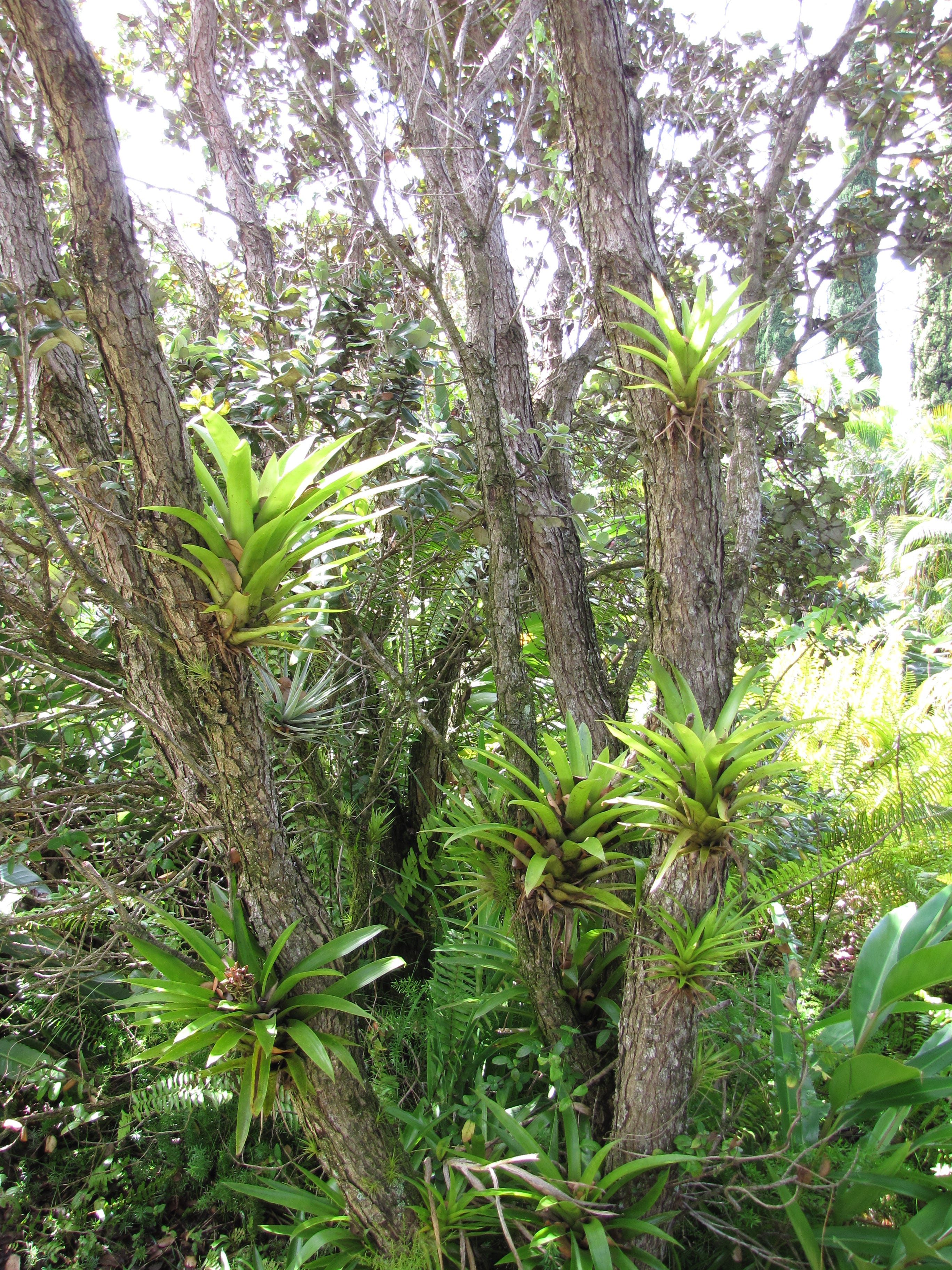 Life In The Canopy: Florida's Native Airplants