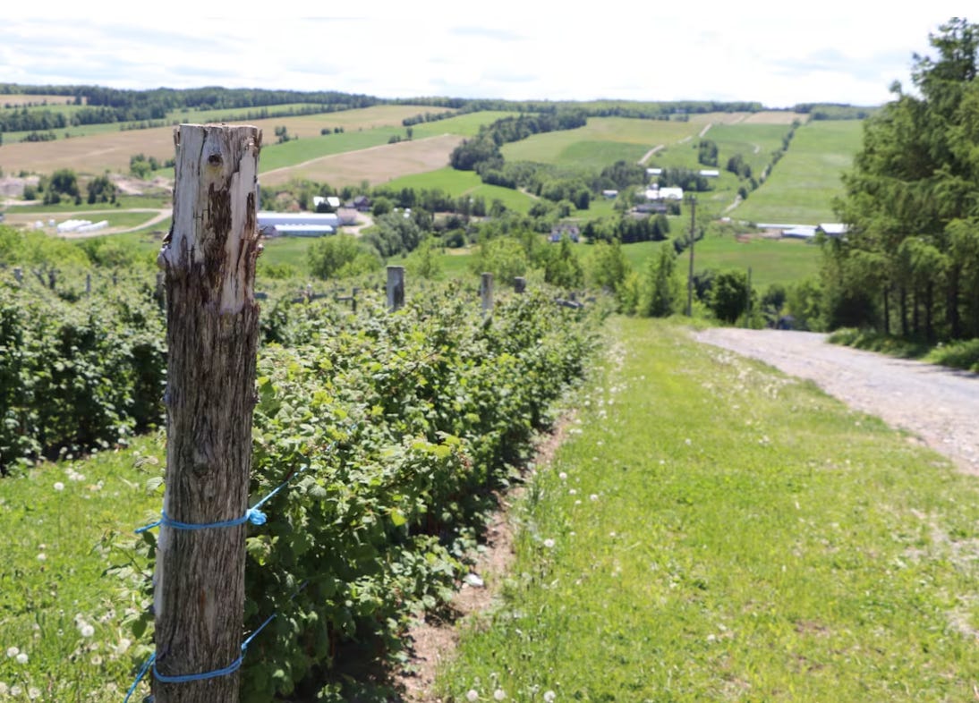 (Image courtesy of CBC) (Image courtesy of CBC)