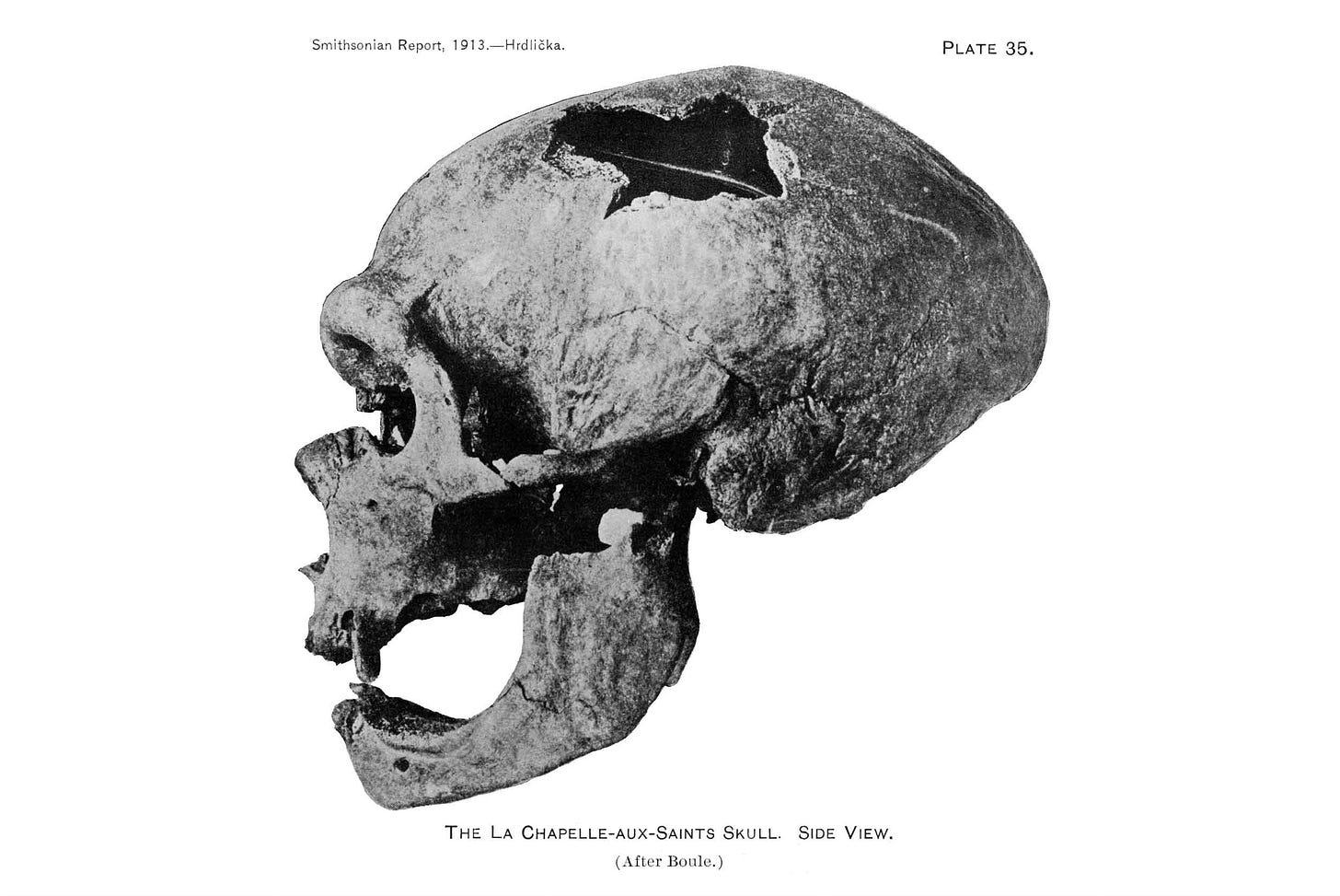 La Chapelle-aux-Saints Neanderthal skull and jaw viewed from the left side