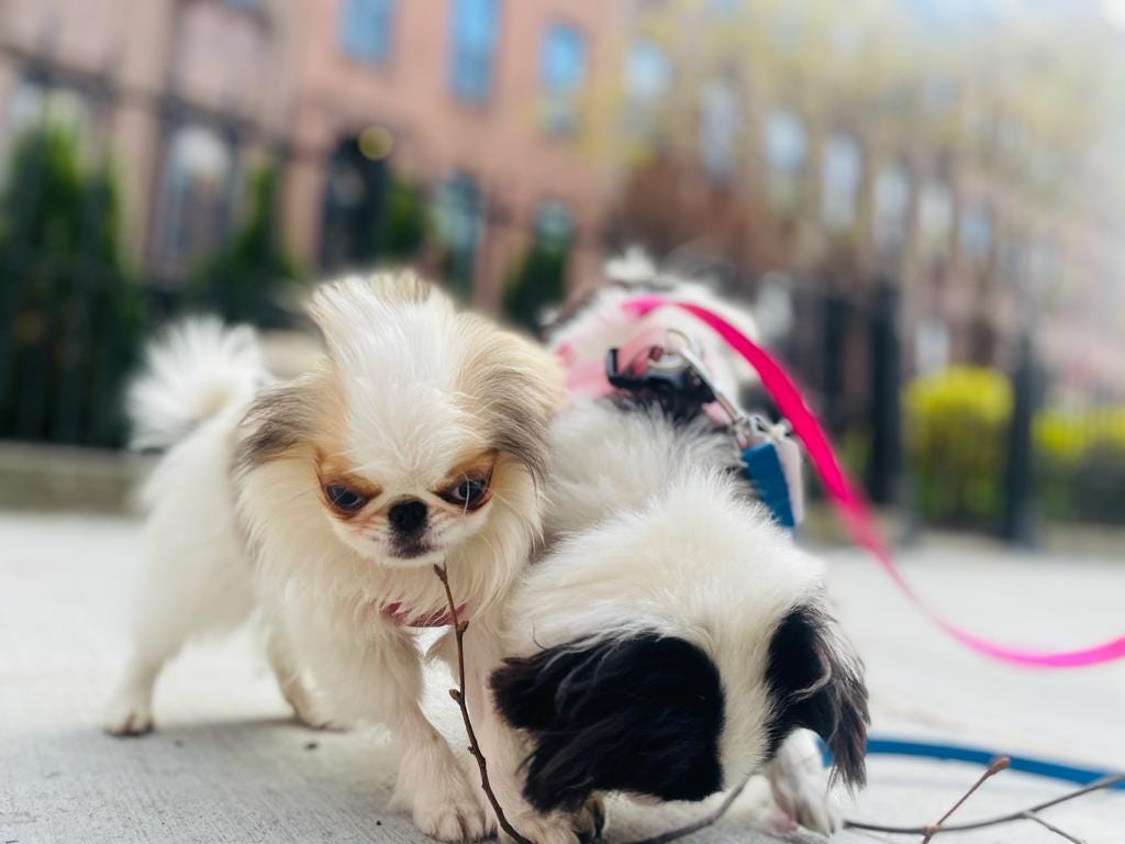 Why You Should Consider Second Dog - by Daniel Lavery